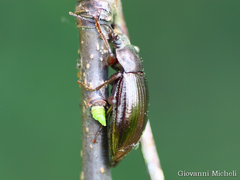 Tenebrionidae: Stenomax aeneus